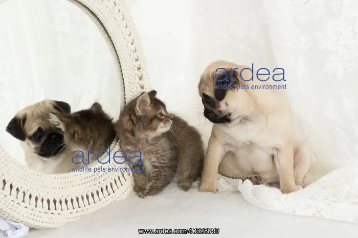  : DOG. Pug puppy and kitten with a mirror
