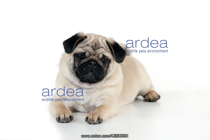  : DOG - Pug puppy laying down