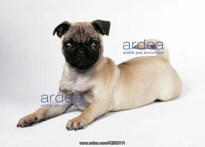 : DOG - Pug puppy, lying down : DOG - Pug puppy, lying down