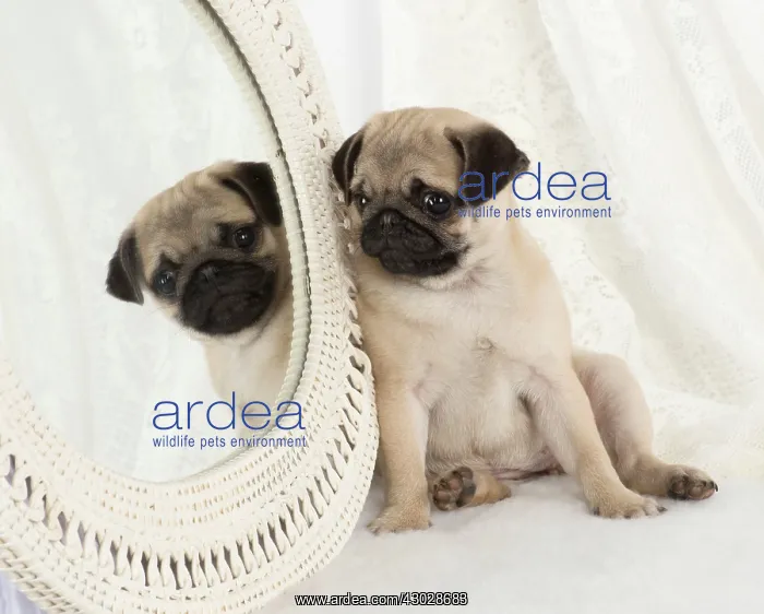 : DOG. Pug puppy with a mirror : DOG. Pug puppy with a mirror