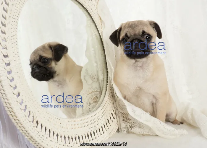 : DOG. Pug puppy with a mirror : DOG. Pug puppy with a mirror
