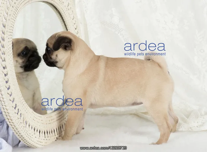 : DOG. Pug puppy with a mirror : DOG. Pug puppy with a mirror