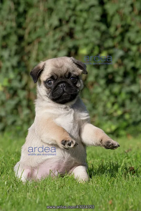 : Dog Pug puppy paws raised : Dog Pug puppy paws raised