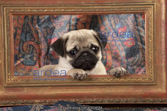 : DOG. Pug puppy in a picture frame : DOG. Pug puppy in a picture frame