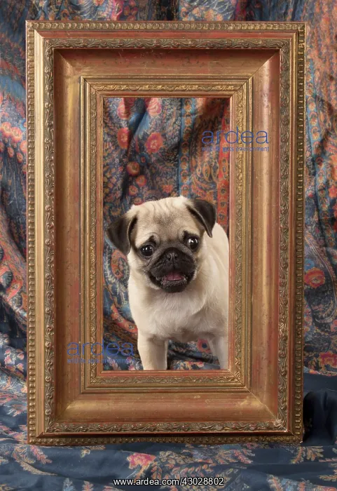 : DOG. Pug puppy in a picture frame : DOG. Pug puppy in a picture frame