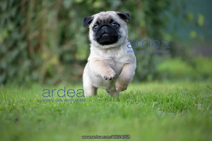  : Dog Pug puppy running
