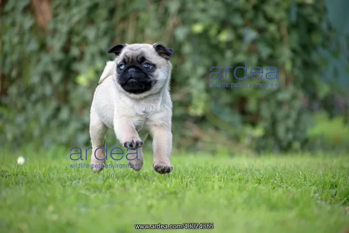  : Dog Pug puppy running