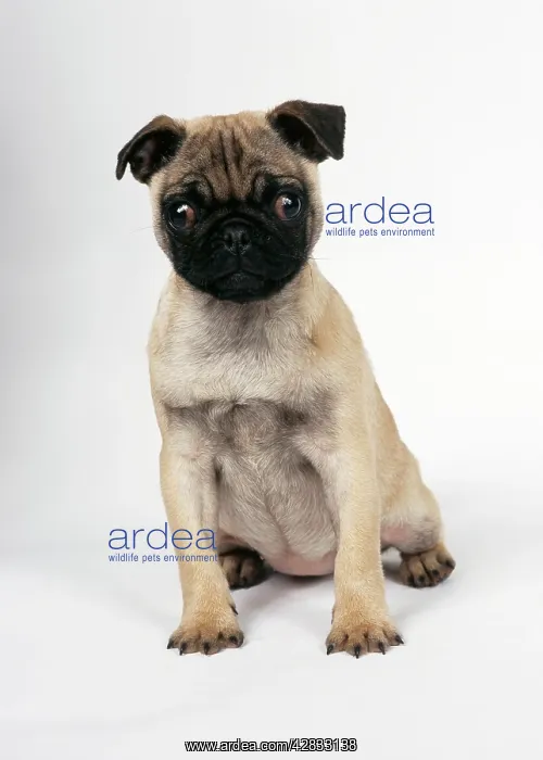 : DOG - Pug puppy, sitting : DOG - Pug puppy, sitting