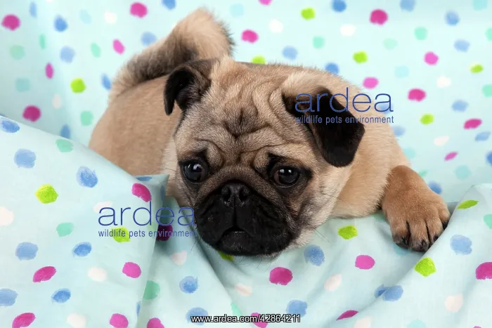 : DOG - Pug puppy on spotted blanket : DOG - Pug puppy on spotted blanket