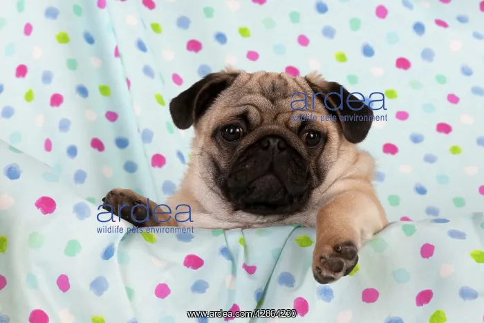 : DOG - Pug puppy on spotted blanket