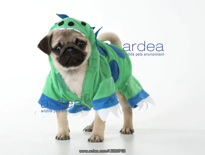  : DOG. Pug puppy wearing a dragon outfit