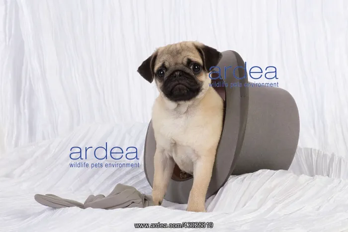 : DOG. Pug puppy in a wedding top hat : DOG. Pug puppy in a wedding top hat