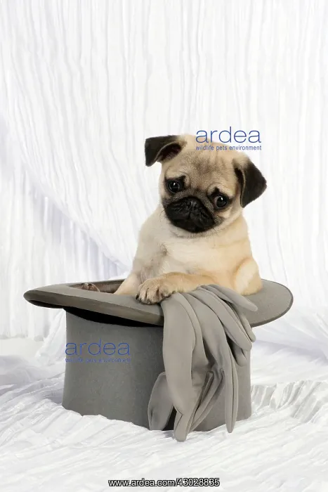 : DOG. Pug puppy in a wedding top hat : DOG. Pug puppy in a wedding top hat