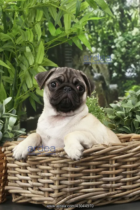  : Dog Pug puppy in wicker basket