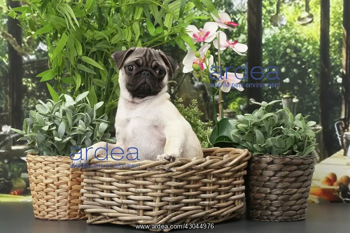  : Dog Pug puppy in wicker basket