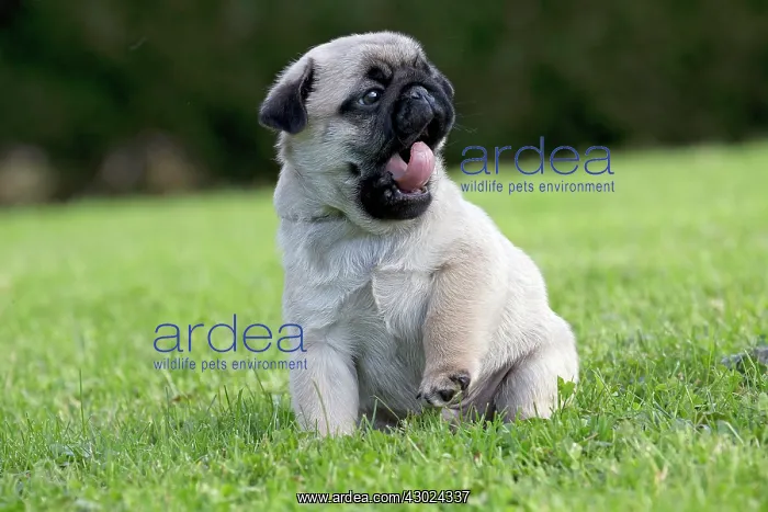  : Dog Pug puppy yawning mouth open