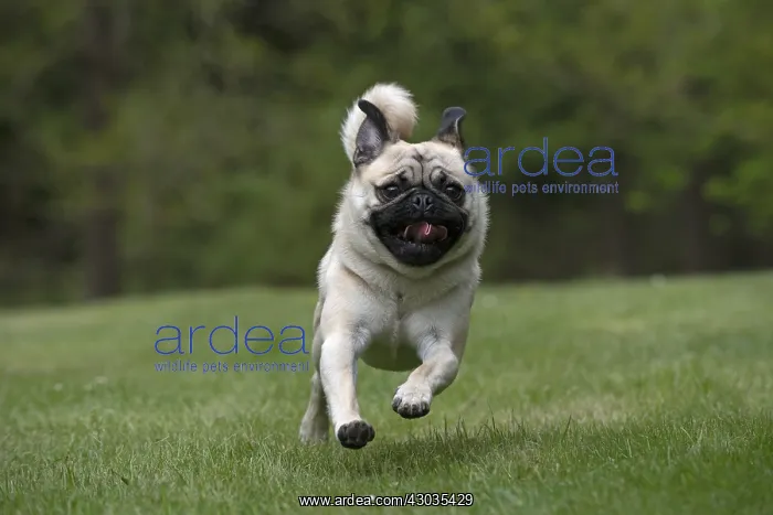 : DOG. Pug running in a garden : DOG. Pug running in a garden