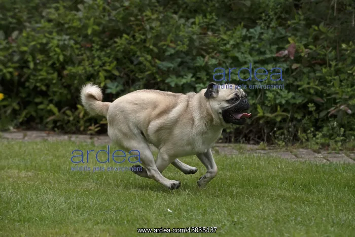 : DOG. Pug running in a garden : DOG. Pug running in a garden