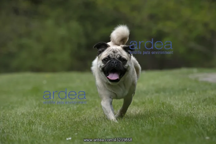 : DOG. Pug running in a garden : DOG. Pug running in a garden