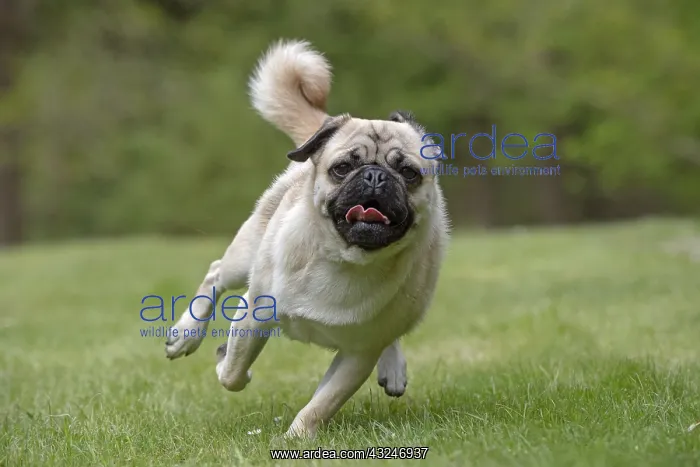 : DOG. Pug running in a garden : DOG. Pug running in a garden