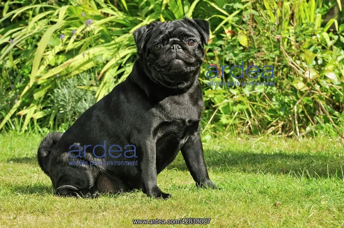 : DOG. Pug sitting : DOG. Pug sitting