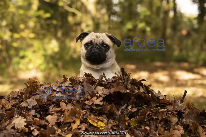  : DOG. Pug sitting in a pile of autumn leaves