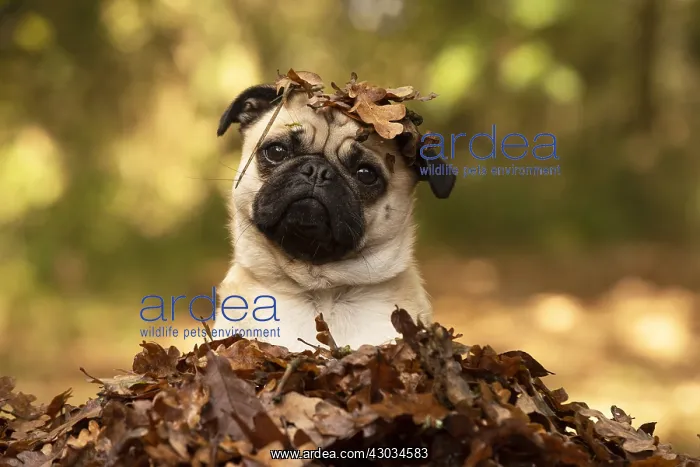  : DOG. Pug sitting in a pile of autumn leaves