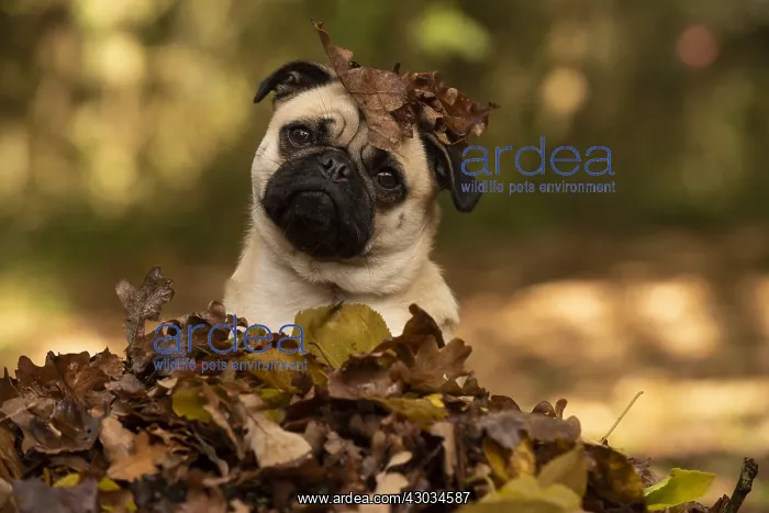  : DOG. Pug sitting in a pile of autumn leaves