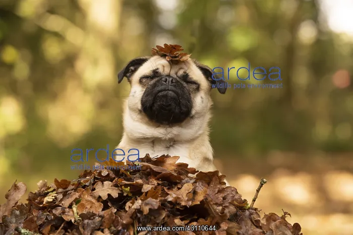  : DOG. Pug sitting in a pile of autumn leaves