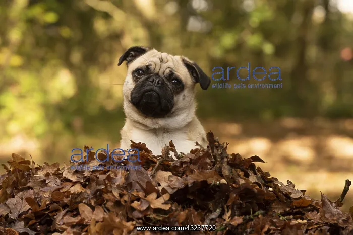  : DOG. Pug sitting in a pile of autumn leaves