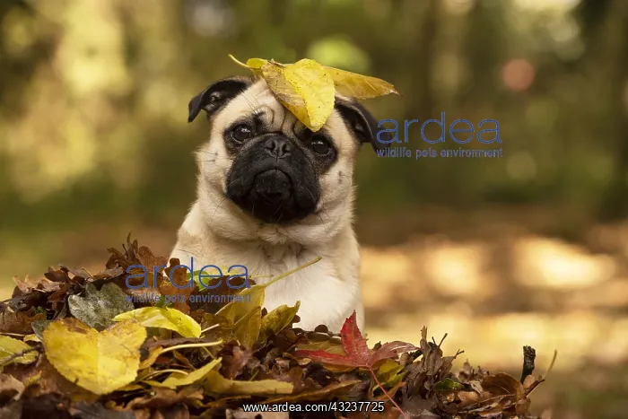  : DOG. Pug sitting in a pile of autumn leaves