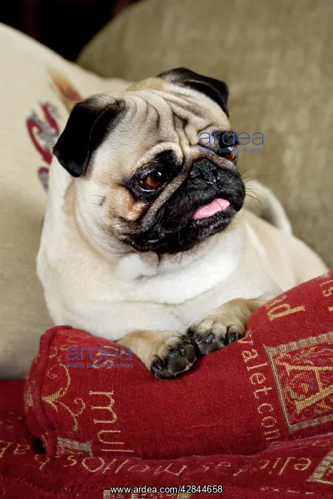  : Dog - Pug sitting on pillow