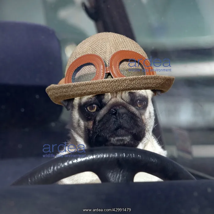 : DOG - pug sitting behind wheel of car with hat : DOG - pug sitting behind wheel of car with hat