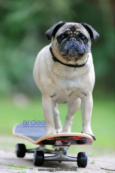 : DOG. Pug on skateboard : DOG. Pug on skateboard