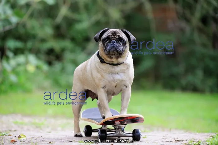 : DOG. Pug on skateboard : DOG. Pug on skateboard