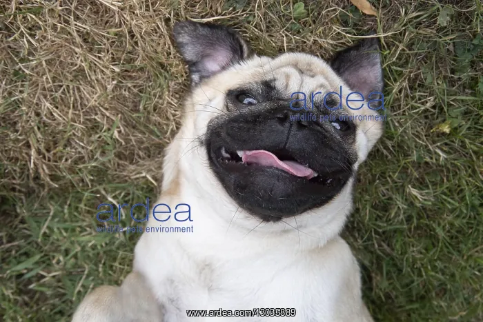  : DOG. Pug on its back smileing