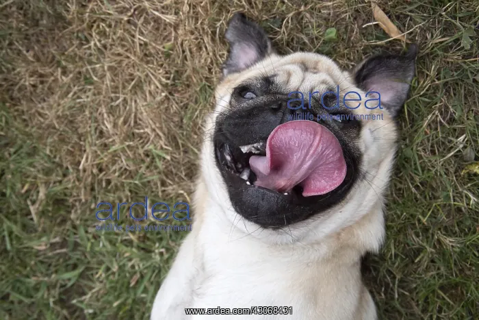  : DOG. Pug on its back smileing