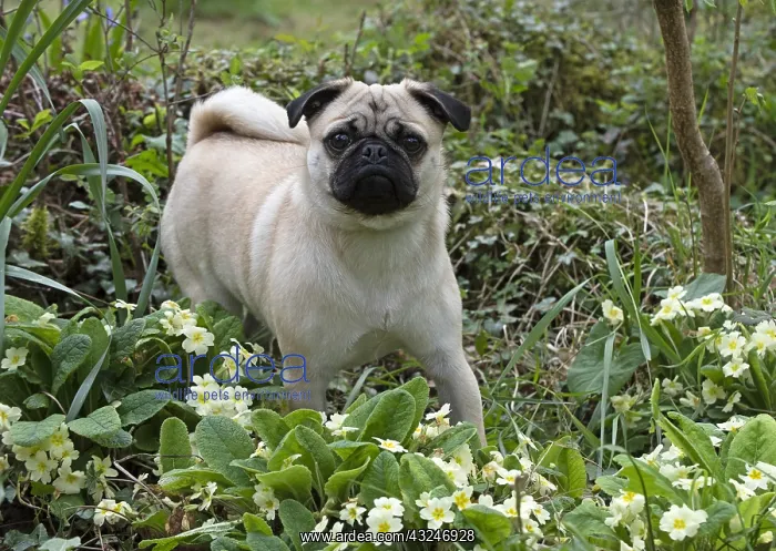 : DOG. Pug in a spring garden : DOG. Pug in a spring garden