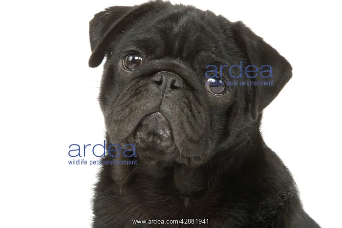 : Dog - Pug in studio : Dog - Pug in studio
