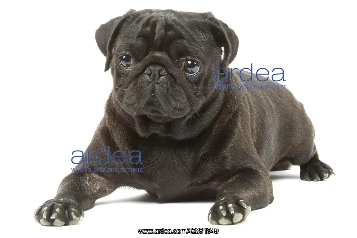 : Dog - Pug in studio : Dog - Pug in studio