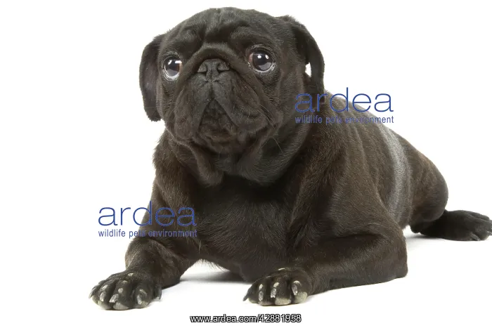 : Dog - Pug in studio : Dog - Pug in studio