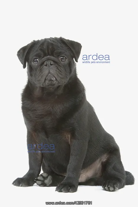: Dog - pug in studio : Dog - pug in studio
