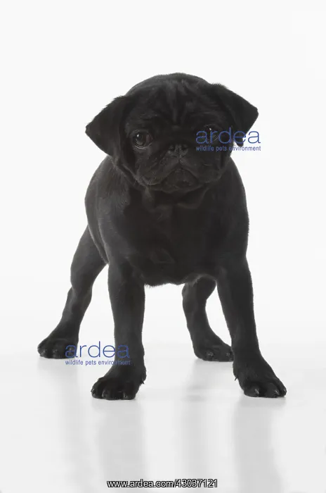 : DOG. Pug, studio : DOG. Pug, studio