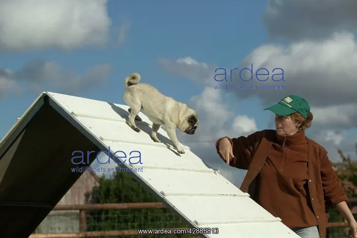 : Dog - pug being trained on agility course with owner : Dog - pug being trained on agility course with owner