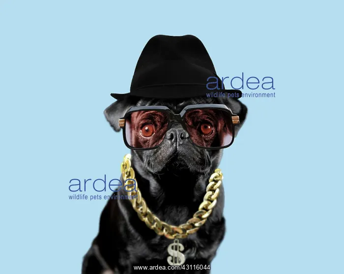 : Dog - Pug wearing glasses gold chain and hat - Hip : Dog - Pug wearing glasses gold chain and hat - Hip