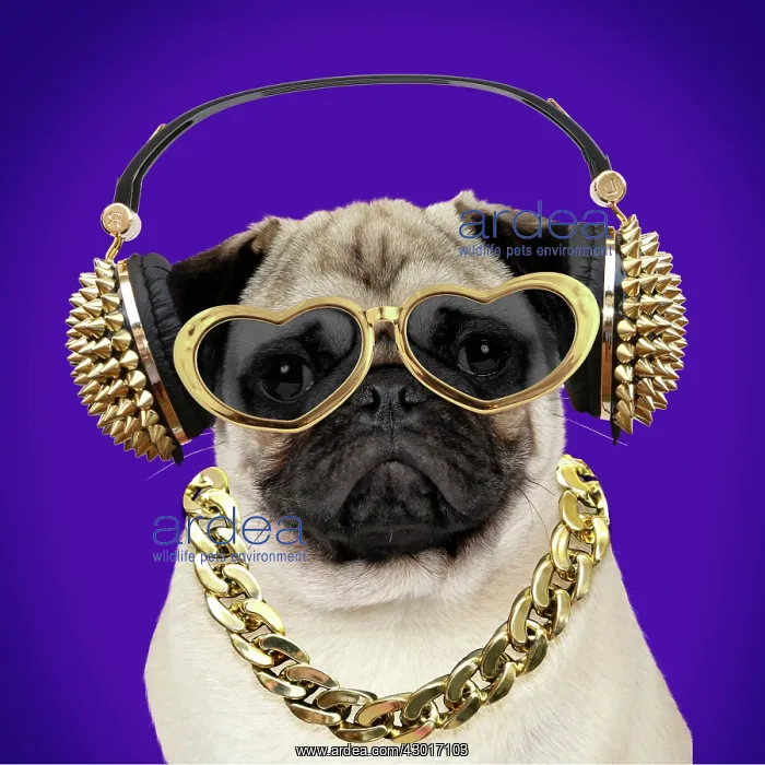 : Dog Pug wearing gold chain headphones and sunglasses. Digital Manipulation : Dog Pug wearing gold chain headphones and sunglasses. Digital Manipulation