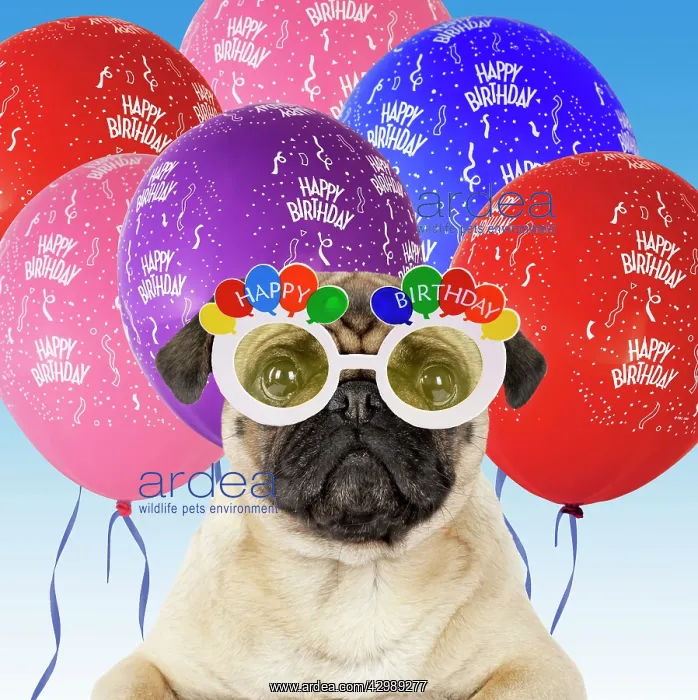 : DOG - Pug wearing Happy Birthday glasses with streamers : DOG - Pug wearing Happy Birthday glasses with streamers