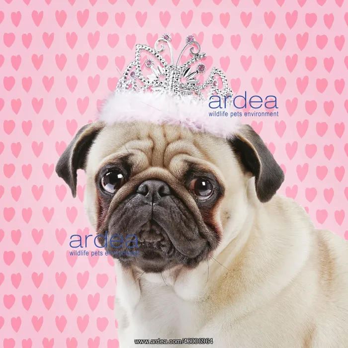 : Dog Pug wearing princess crown : Dog Pug wearing princess crown