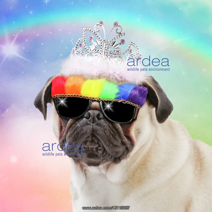 : Dog - Pug - wearing princess crown / tiara and Rainbow : Dog - Pug - wearing princess crown / tiara and Rainbow