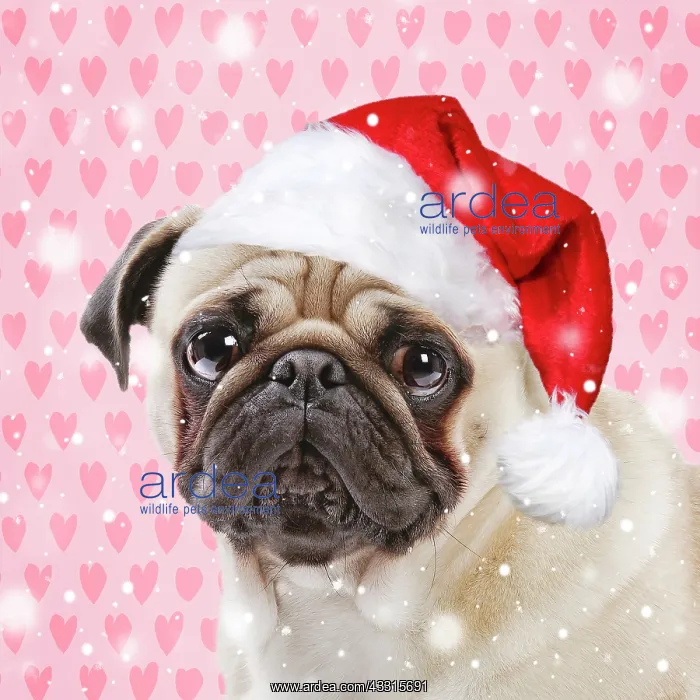 : Dog - Pug wearing a red Christmas Santa hat with : Dog - Pug wearing a red Christmas Santa hat with